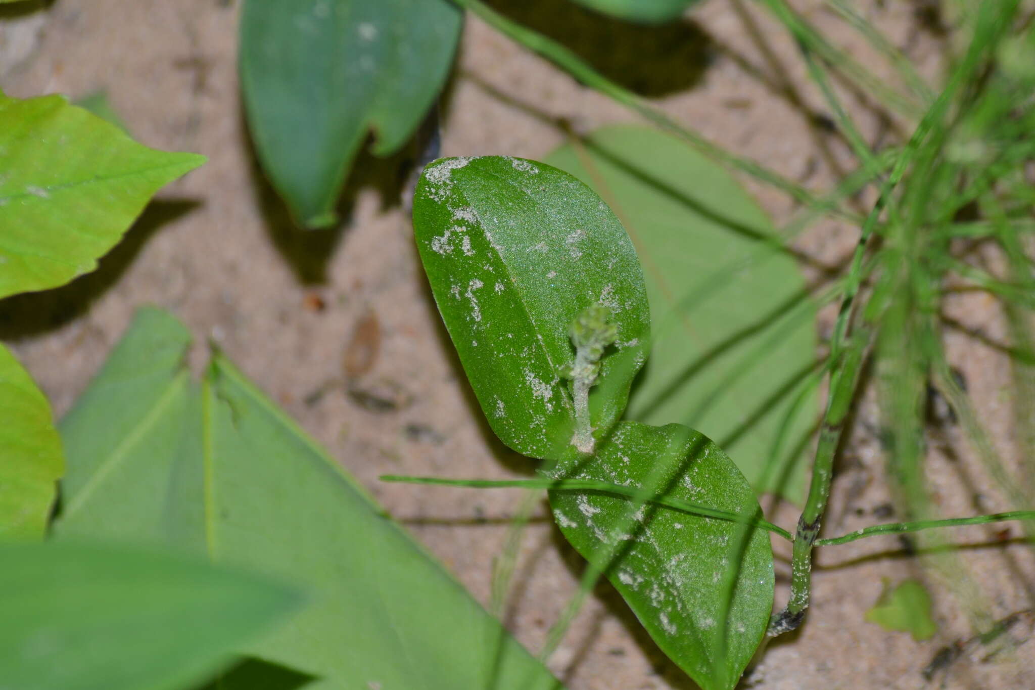 Image of Broadlipped twayblade