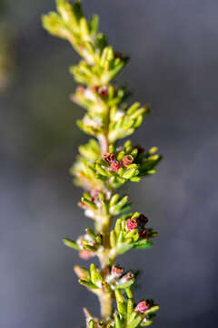 Image of Erica axillaris Thunb.