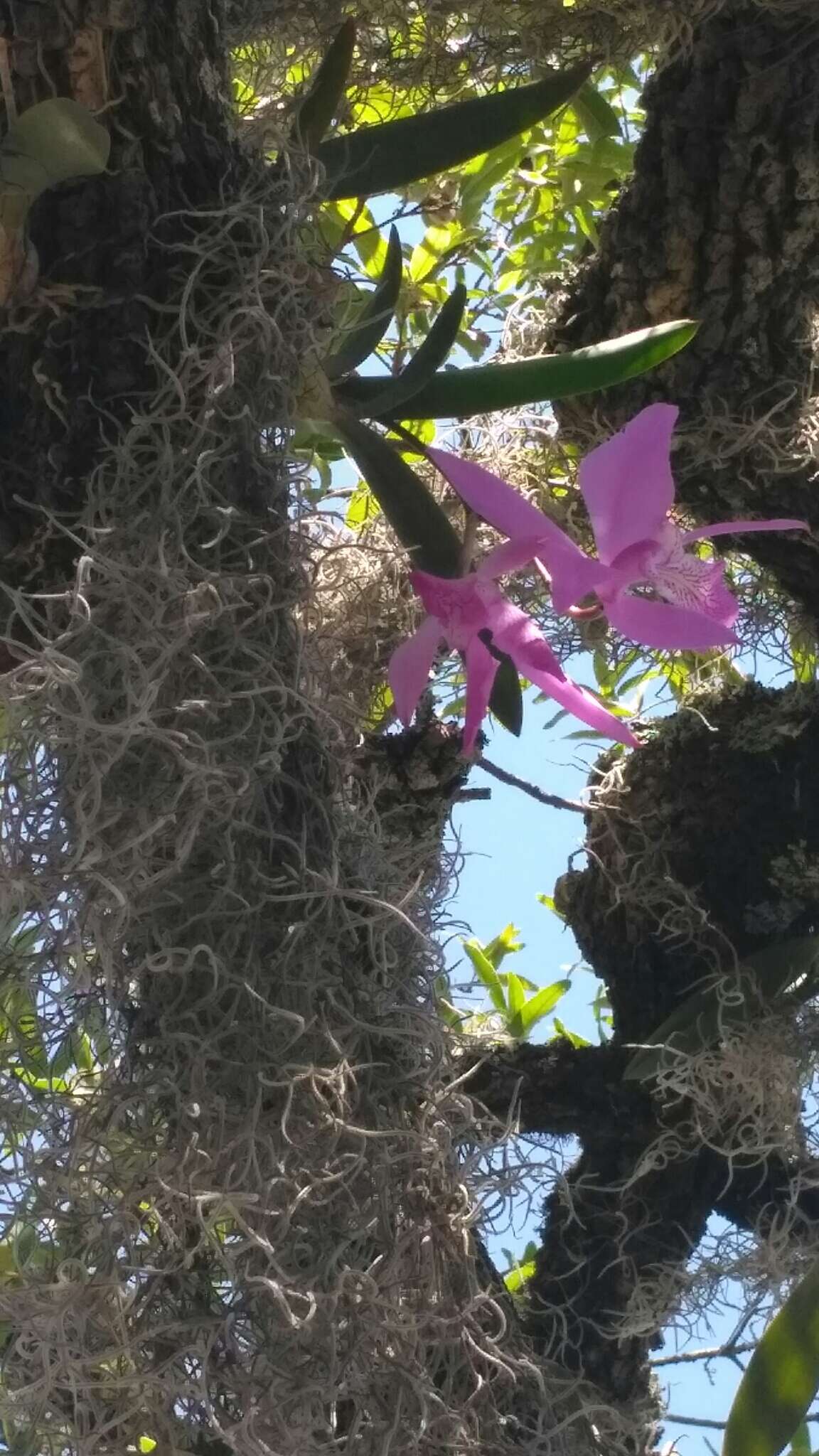 Image of Laelia speciosa (Kunth) Schltr.