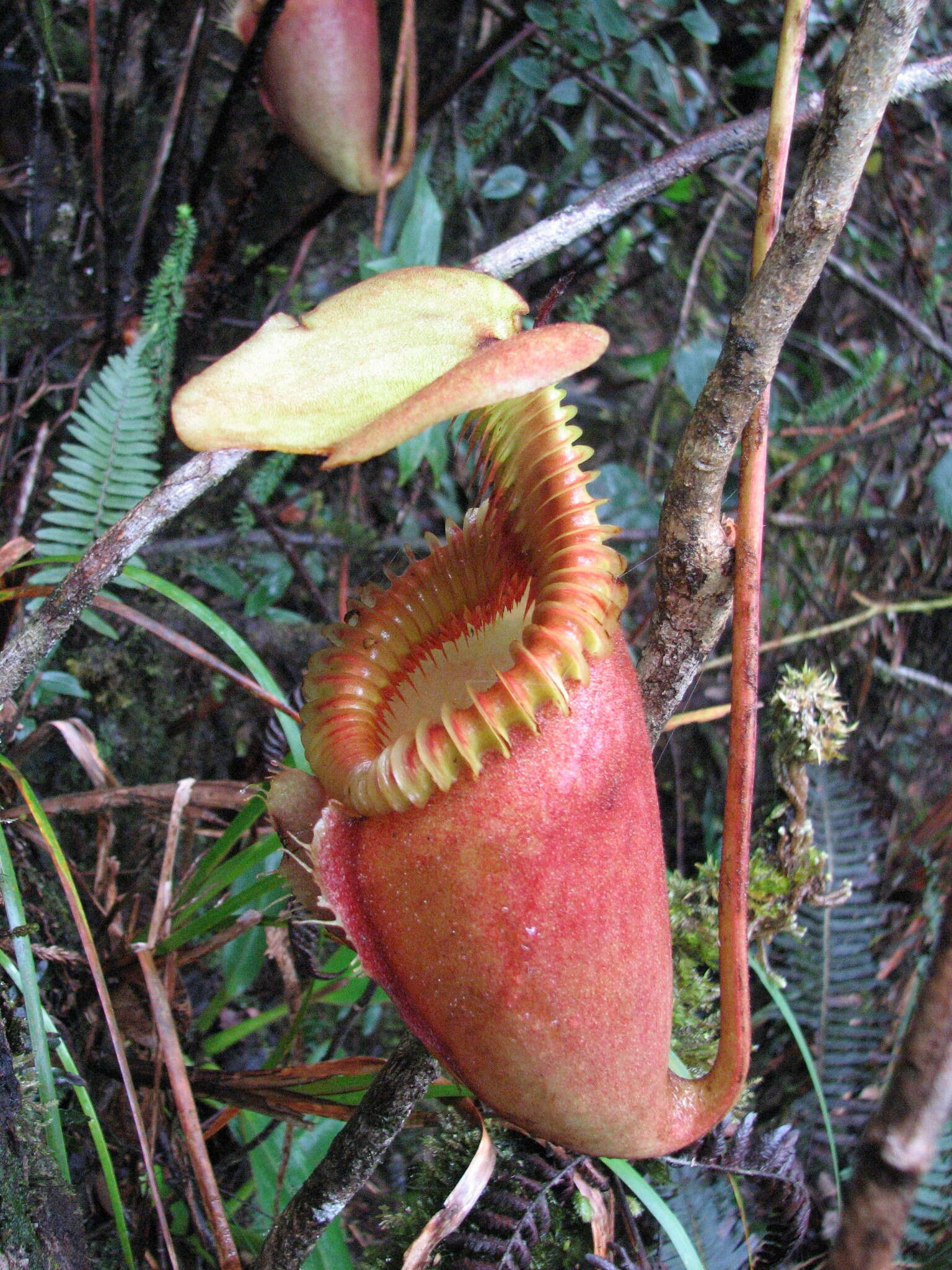 Слика од Nepenthes villosa Hook. fil.