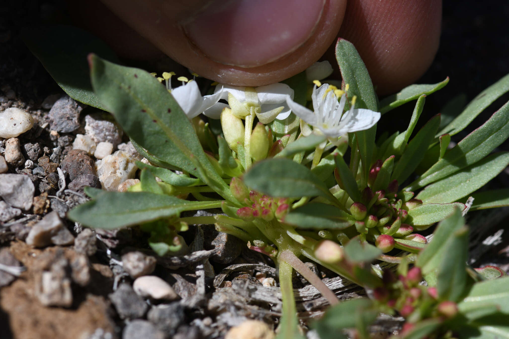 Eremothera nevadensis (Kellogg) W. L. Wagner & Hoch resmi