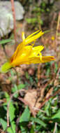 Image of mountain dwarfdandelion