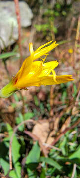 Image of mountain dwarfdandelion