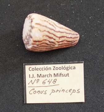 Image de Conus princeps Linnaeus 1758