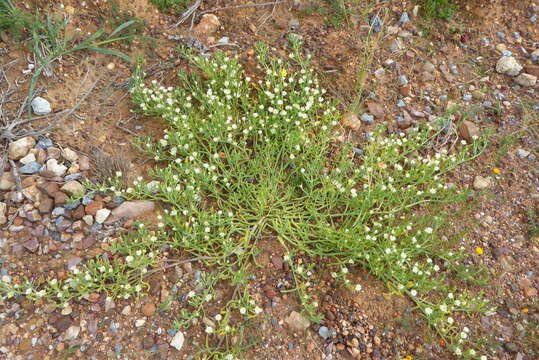 Image of Mesembryanthemum rapaceum Jacq.