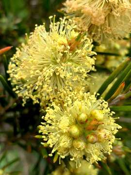 Sivun Callistemon pityoides Miq. kuva