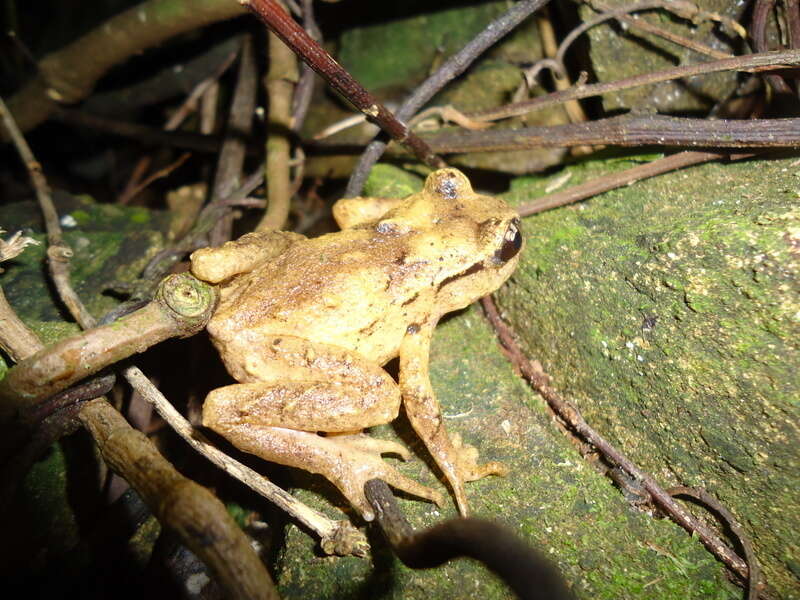 Image of New Zealand primitive frogs