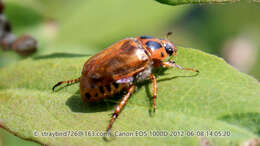 Image of Phyllopertha diversa Waterhouse 1875