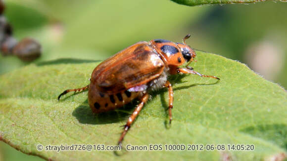 Image of Phyllopertha diversa Waterhouse 1875