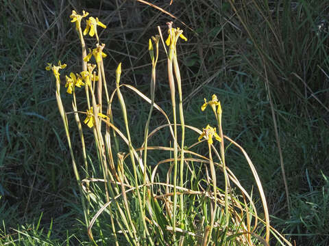 Moraea huttonii (Baker) Oberm. resmi