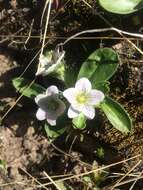 Image of Dwarf Monkey-Fiddle