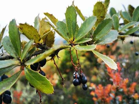 Image of Berberis goudotii Triana & Planch.