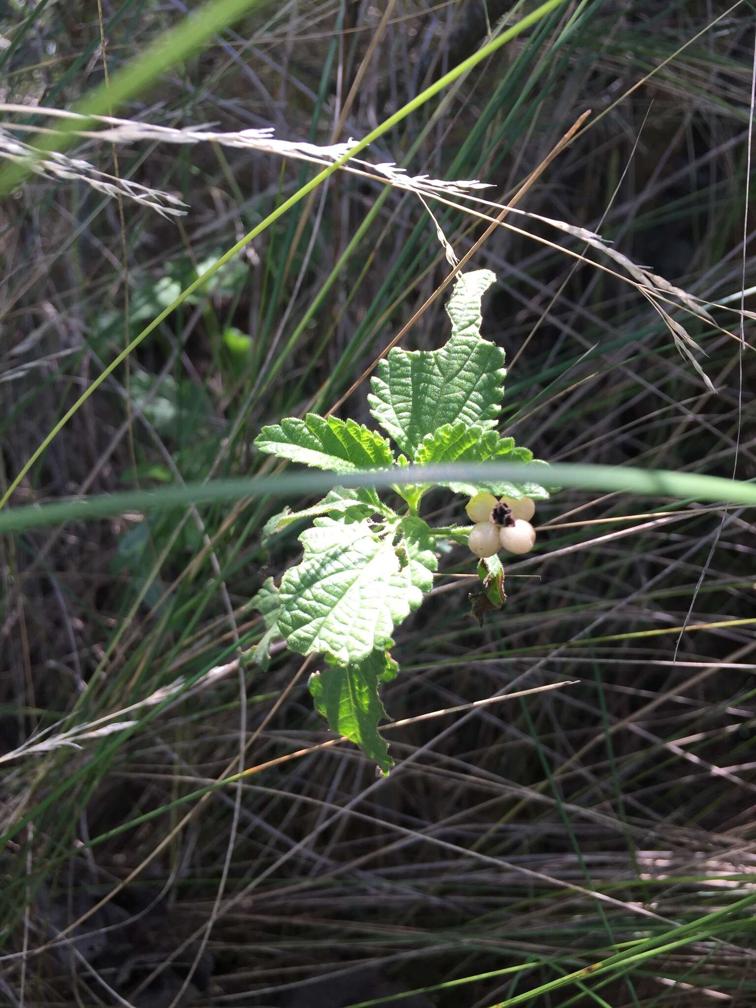 Plancia ëd Lantana grisebachii Stuck. ex Seckt