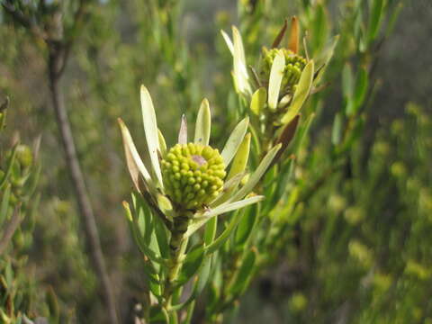 Image of <i>Leucadendron <i>lanigerum</i></i> var. lanigerum