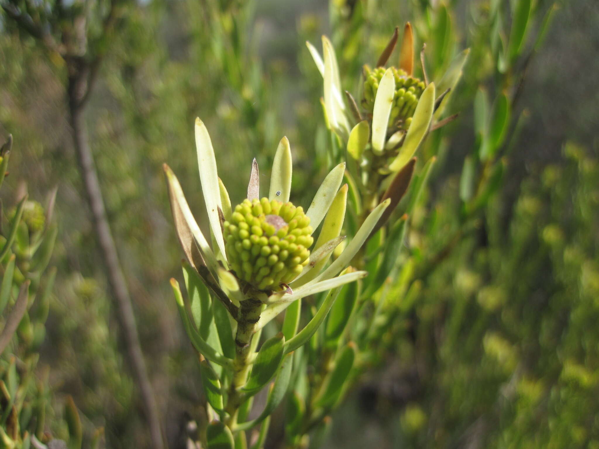 Image of <i>Leucadendron <i>lanigerum</i></i> var. lanigerum