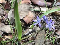 Image of Scilla monophyllos Link