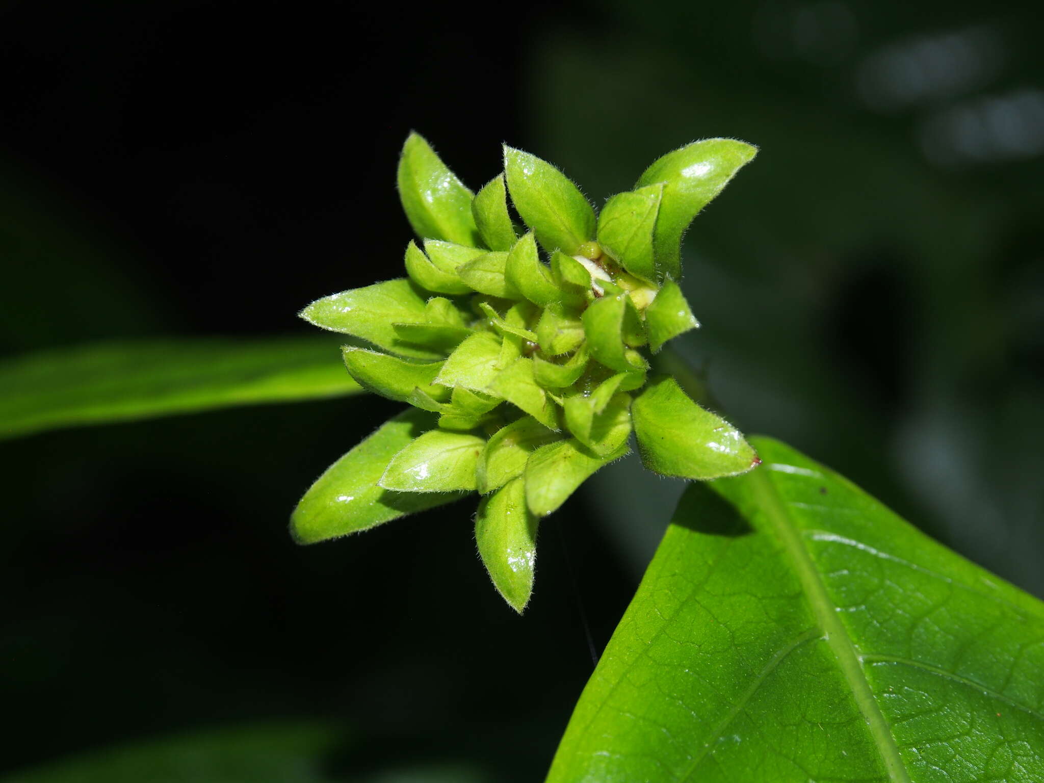 Image of Palicourea suerrensis (Donn. Sm.) Borhidi