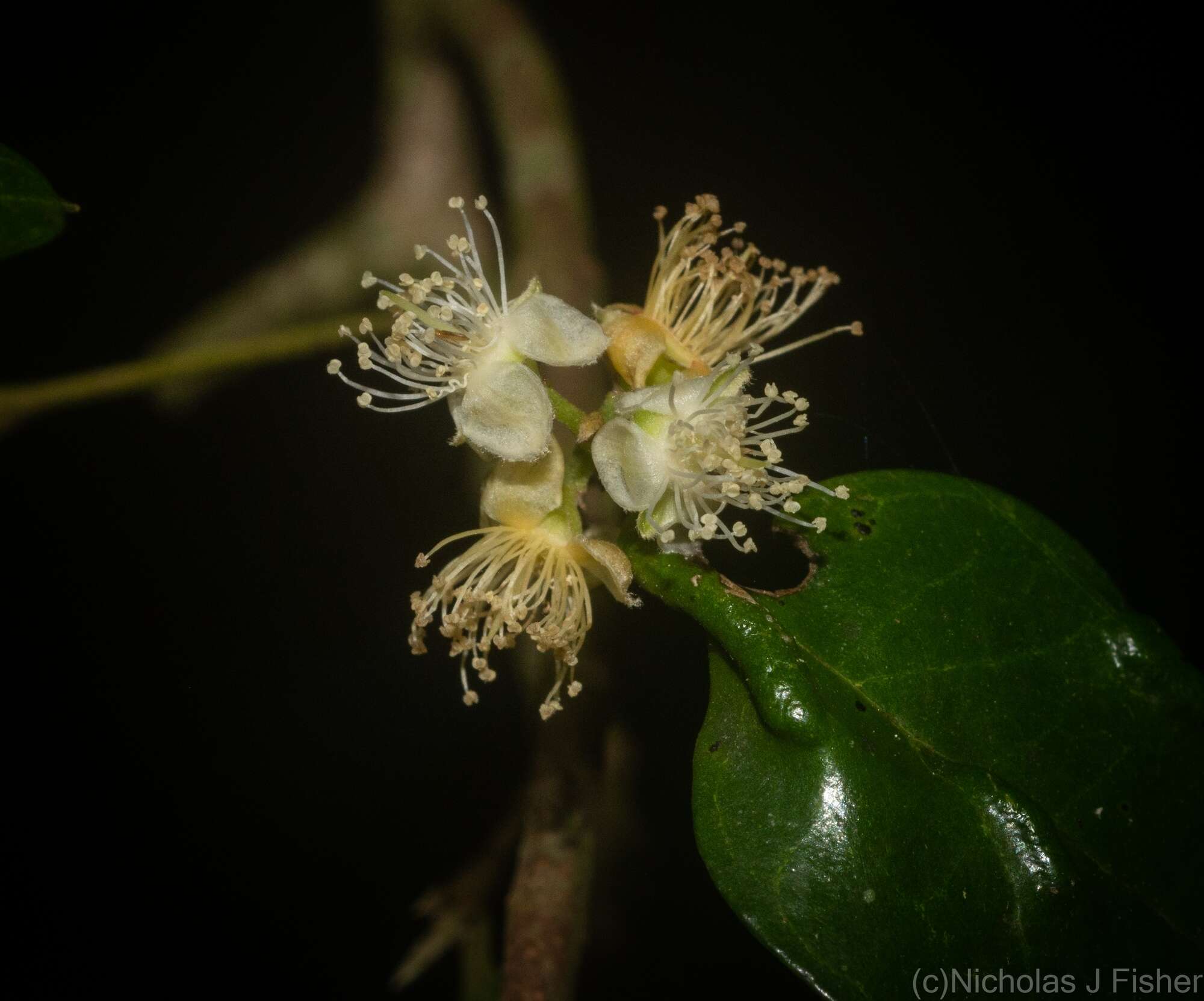 Image of Gossia fragrantissima (F. Müll. ex Benth.) N. Snow & Guymer