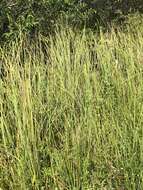 Image of Fen Sedge