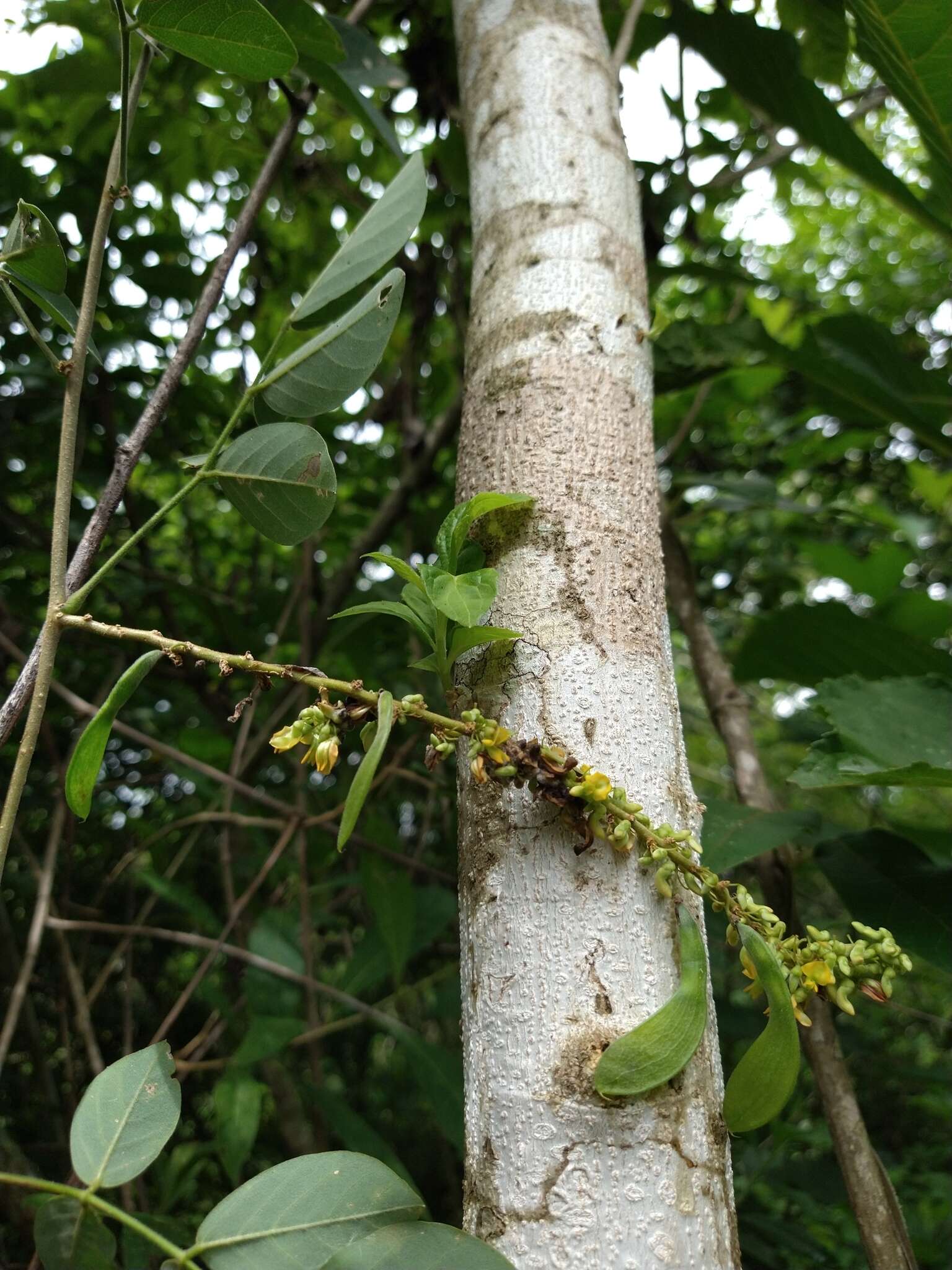 Image of Nissolia fruticosa Jacq.