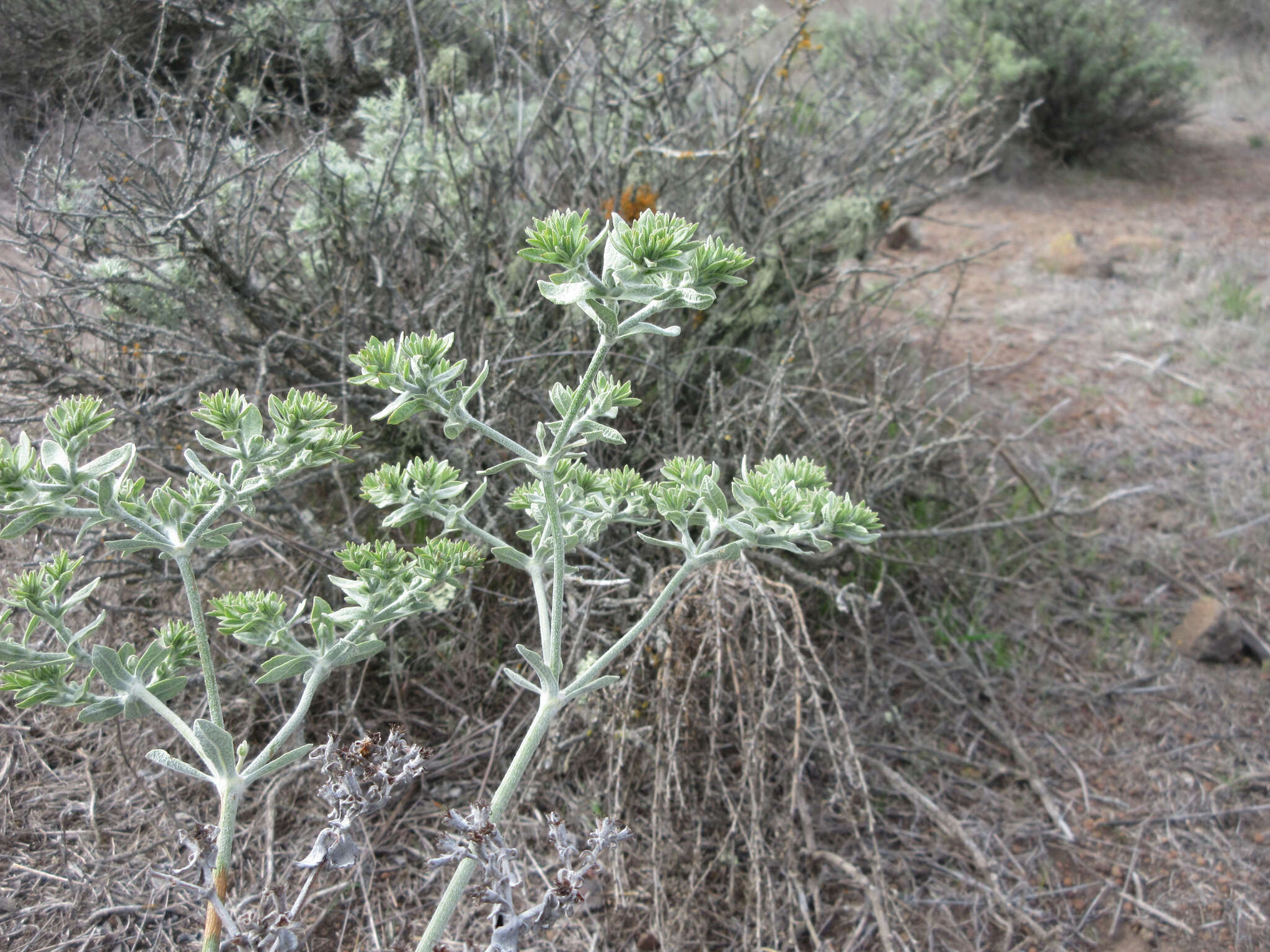 Imagem de Eriogonum giganteum var. formosum K. Brandegee