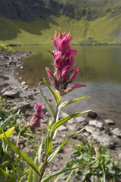 Image of Castilleja rhexifolia Rydb.