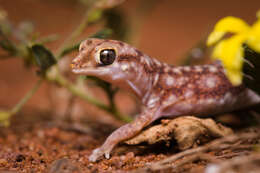 Image of Rhynchoedura ormsbyi Wells & Wellington 1985