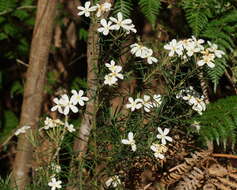 Image of Ricinocarpos pinifolius Desf.