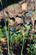 Image of Ficinia nigrescens (Schrad.) J. Raynal