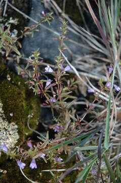 Image of Limestone Wild Basil