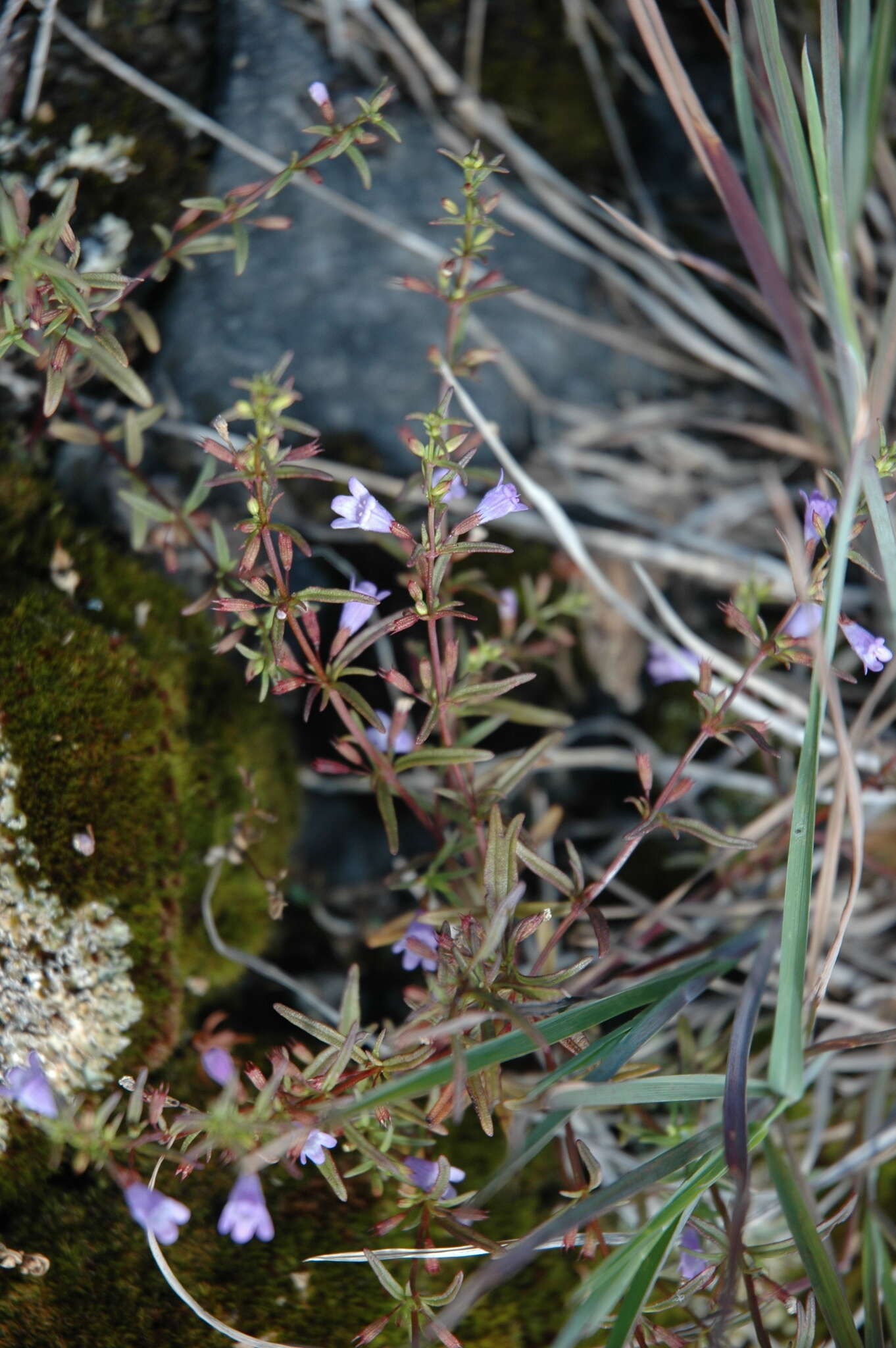 Clinopodium arkansanum (Nutt.) House resmi