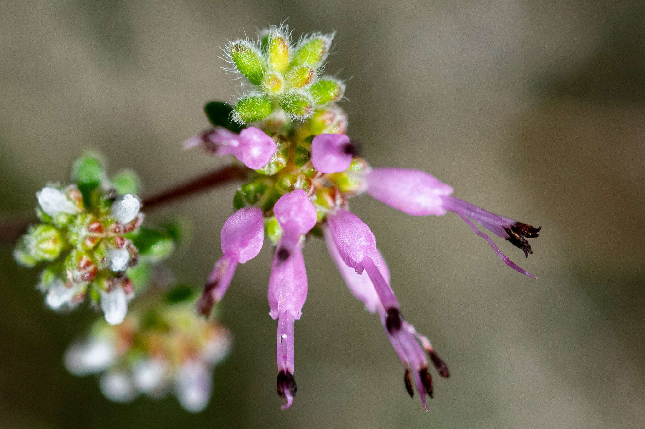 Plancia ëd Erica paucifolia subsp. ciliata (Klotzsch) E. G. H. Oliver