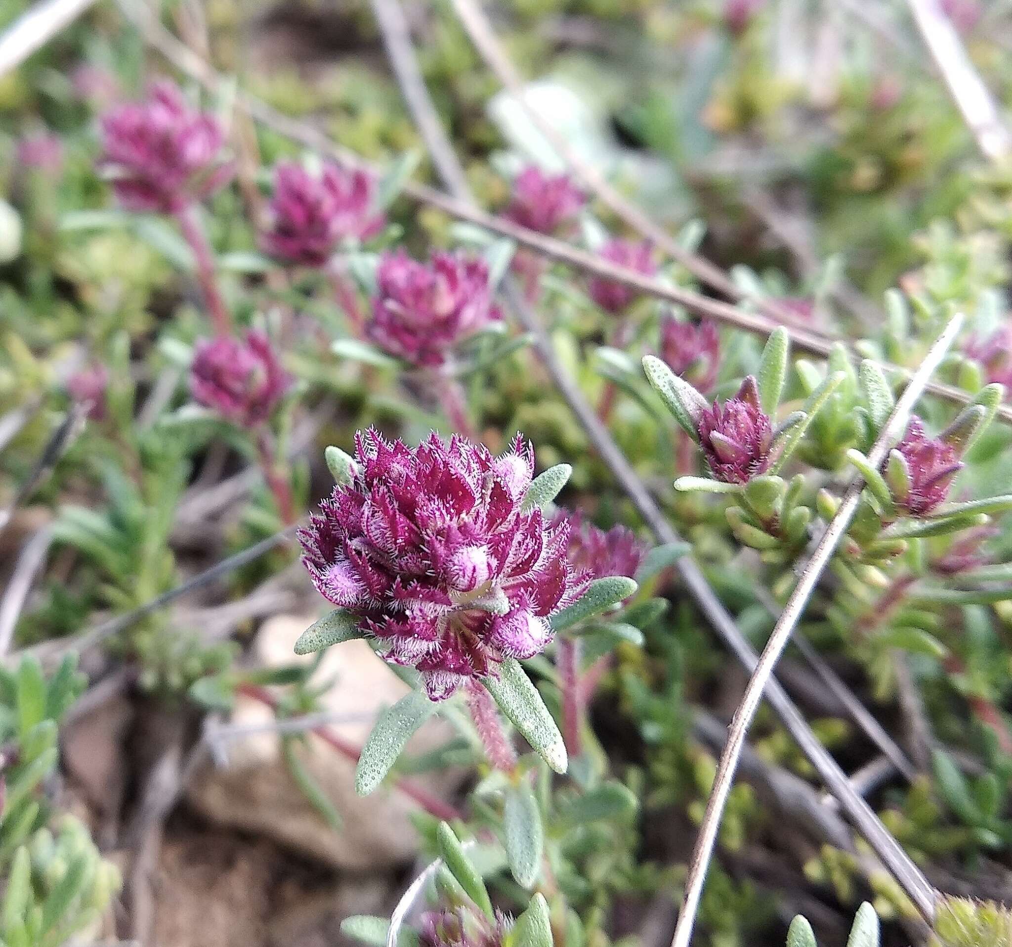 Image of Thymus moldavicus Klokov & Des.-Shost.