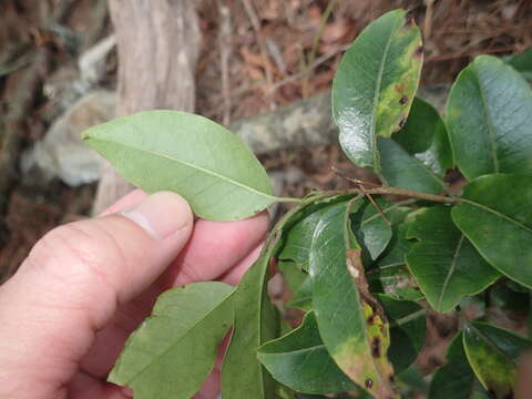 Слика од Ilex pedunculosa Miq.