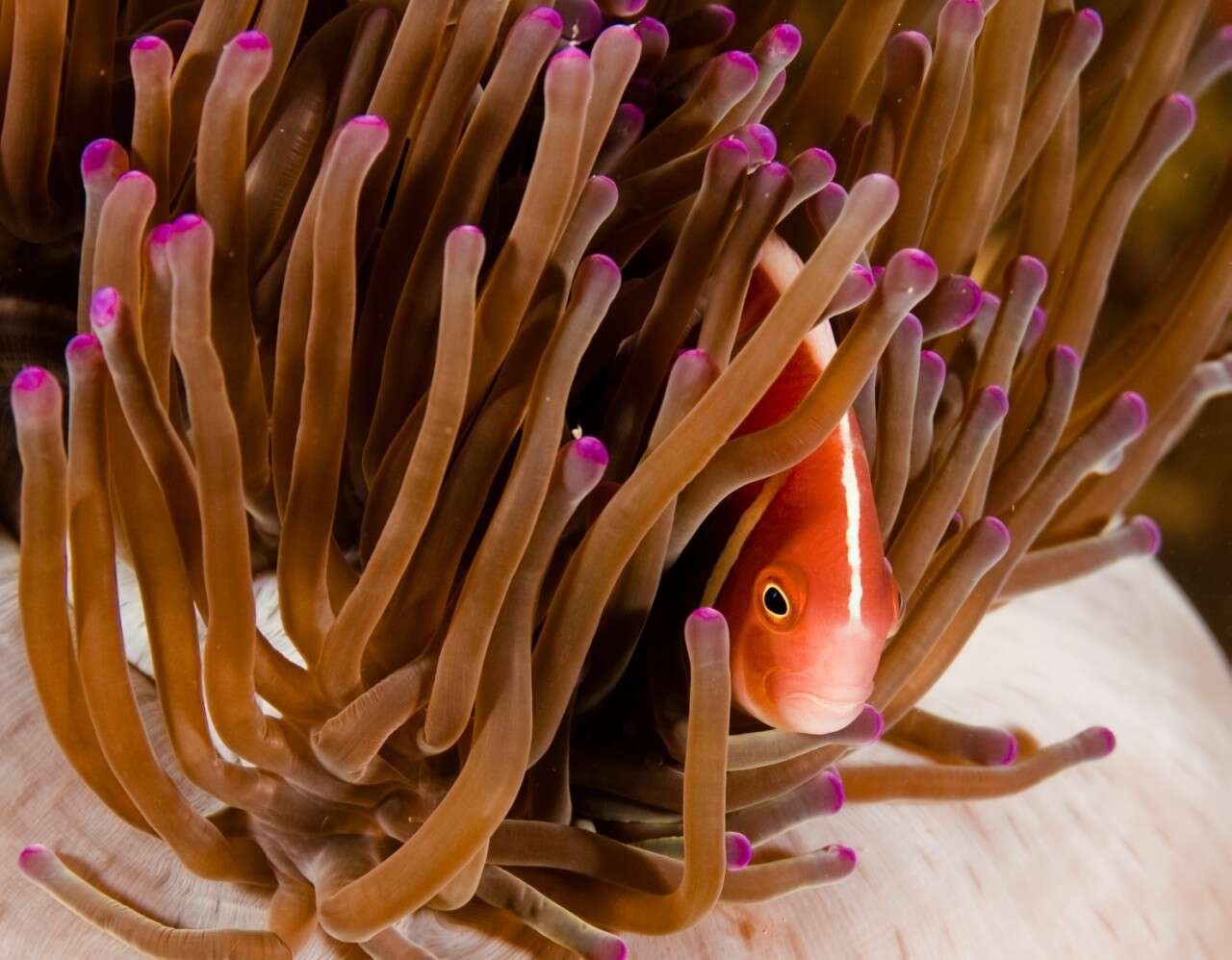 Image of Pink anemonefish