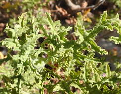 Image of oakleaf geranium