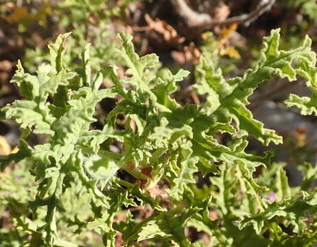 Pelargonium quercifolium (L.) L'Her. resmi