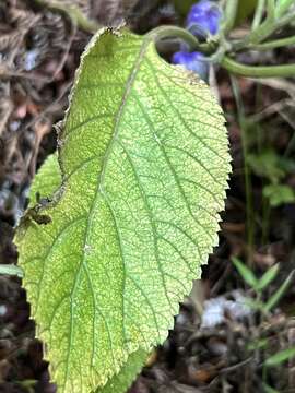 صورة Lobelia physaloides A. Cunn.