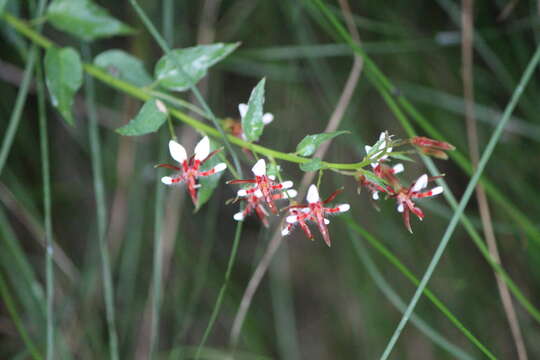 Image of Lopezia racemosa Cav.