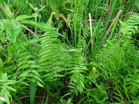 Image of Marsh Fern