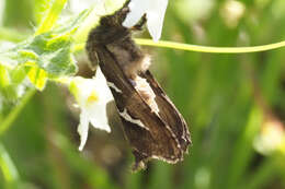 Image of Phymatopus californicus Boisduval 1868