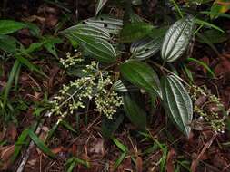 Image of Aciotis purpurascens (Aubl.) Triana