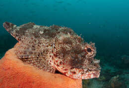 Image of Eastern Red scorpionfish