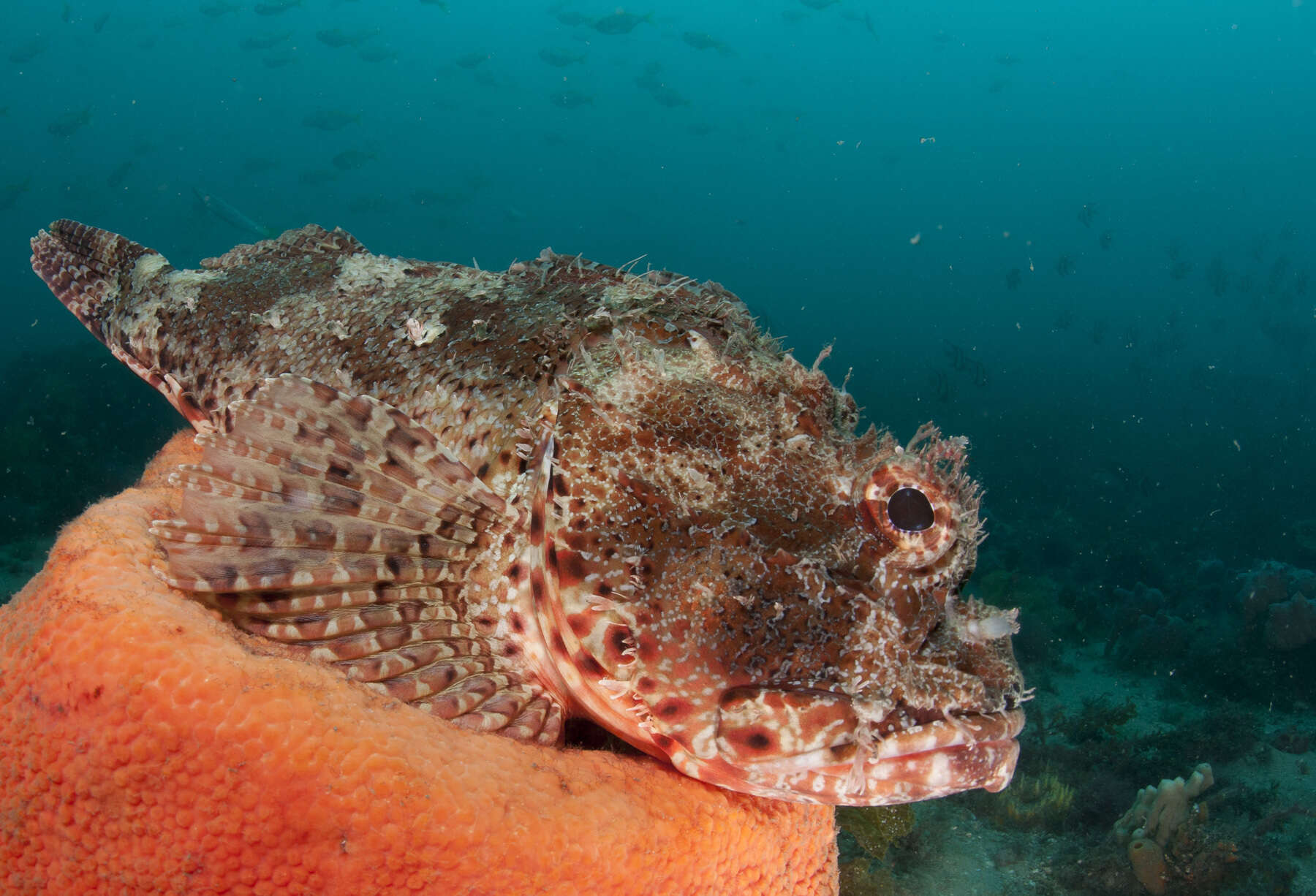 Image of Eastern Red scorpionfish