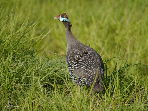 Image of Numida meleagris meleagris (Linnaeus 1758)