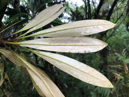 Imagem de Lithocarpus dodonaeifolius (Hayata) Hayata