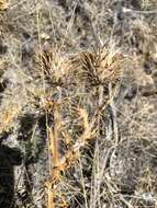 Plancia ëd Cirsium ochrocentrum A. Gray