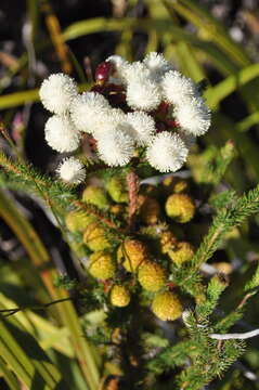 Image of Berzelia abrotanoides (L.) Brongn.