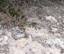 Image of Ibiza Wall Lizard