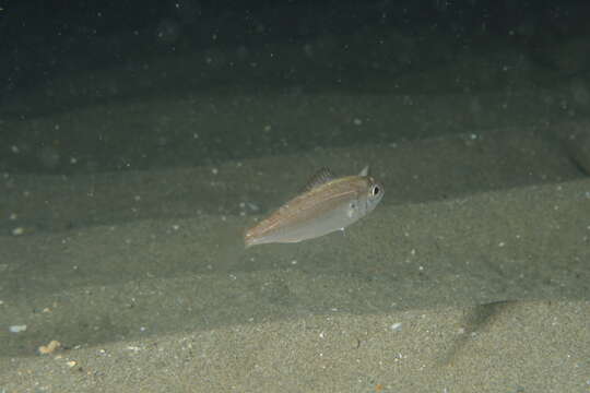 Image of Auxillary seabream